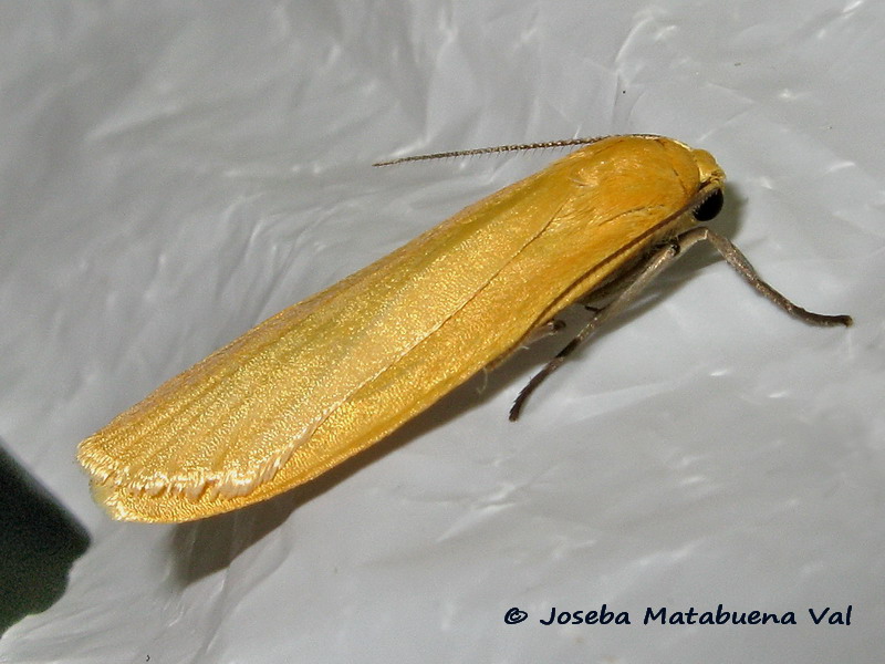 Eilema sororcula - Erebidae Arctiinae